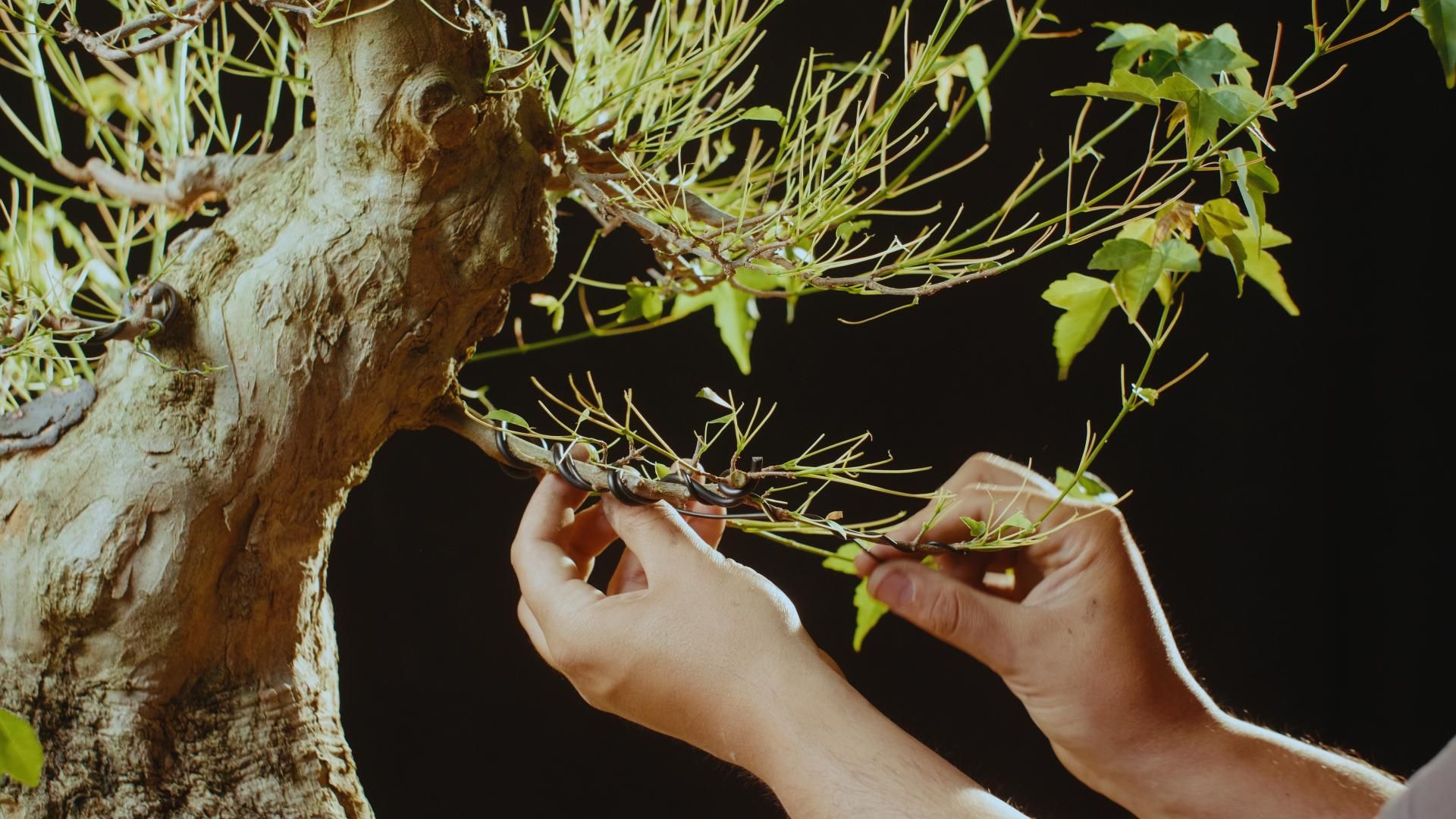 Professioneel bonsai verzorging
