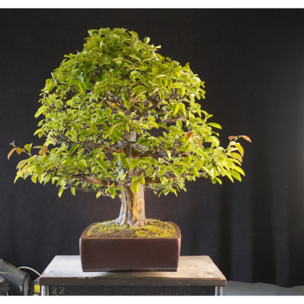 Pseudocydonia sinensis | 84 cm | Japan - Afbeelding 3
