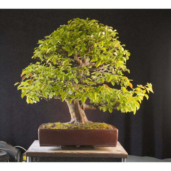 Pseudocydonia sinensis | 84 cm | Japan - Afbeelding 4