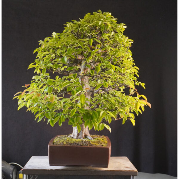 Pseudocydonia sinensis | 84 cm | Japan - Afbeelding 5