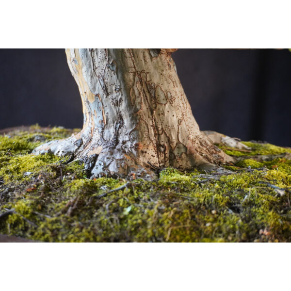 Pseudocydonia sinensis | 84 cm | Japan - Afbeelding 2