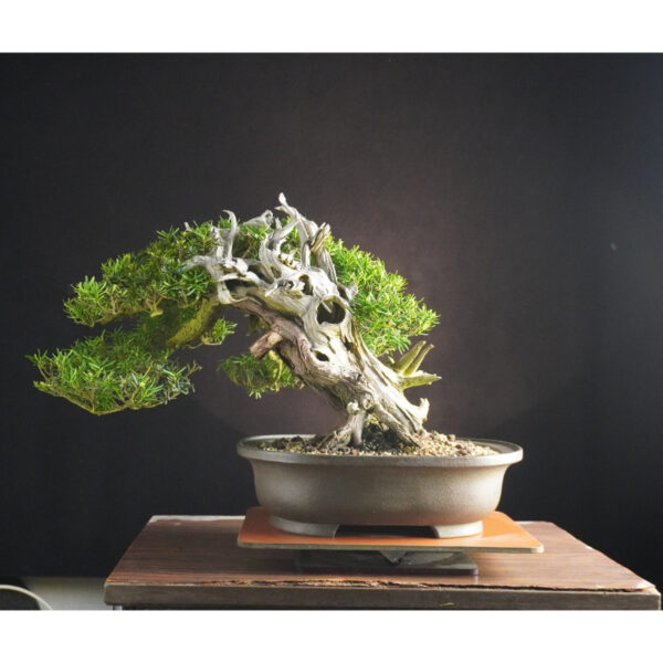 Taxus cuspidata | 37 cm | Japan - Afbeelding 11