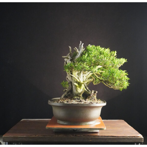Taxus cuspidata | 37 cm | Japan - Afbeelding 2