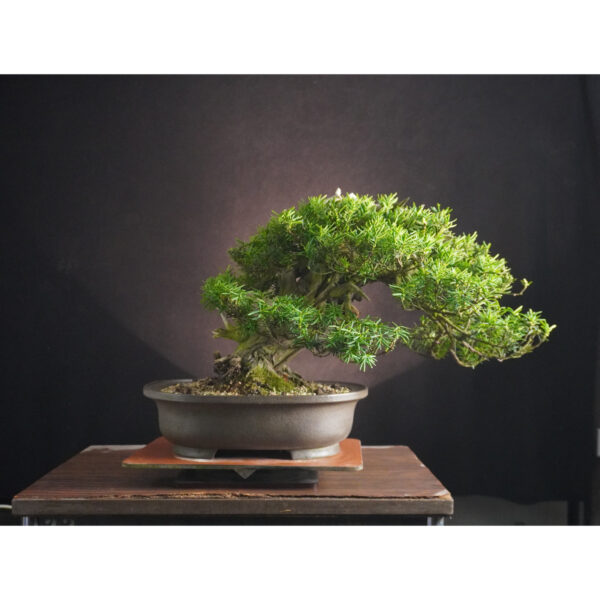 Taxus cuspidata | 37 cm | Japan - Afbeelding 3