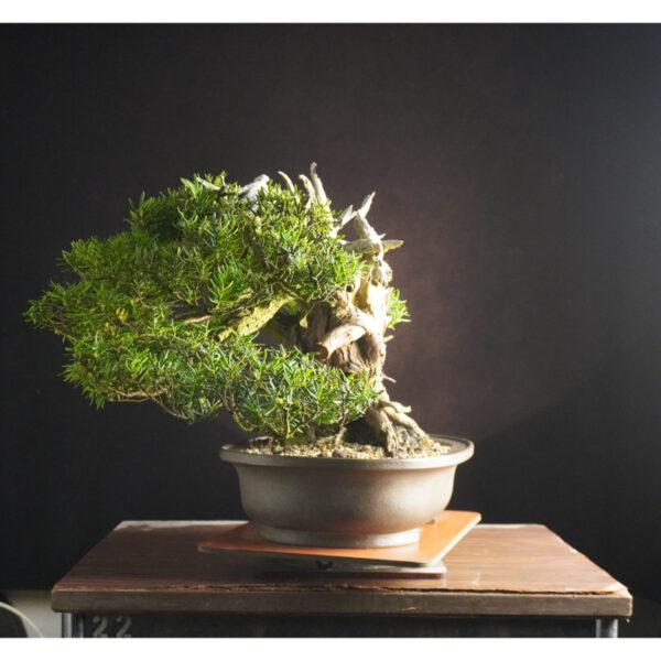 Taxus cuspidata | 37 cm | Japan - Afbeelding 4