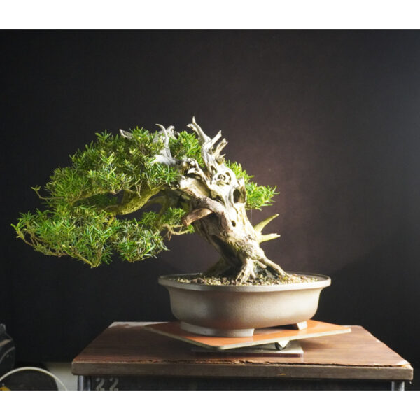 Taxus cuspidata | 37 cm | Japan - Afbeelding 5
