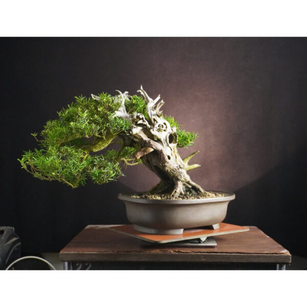 Taxus cuspidata | 37 cm | Japan - Afbeelding 6