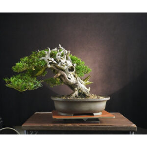 Taxus cuspidata | 37 cm | Japan