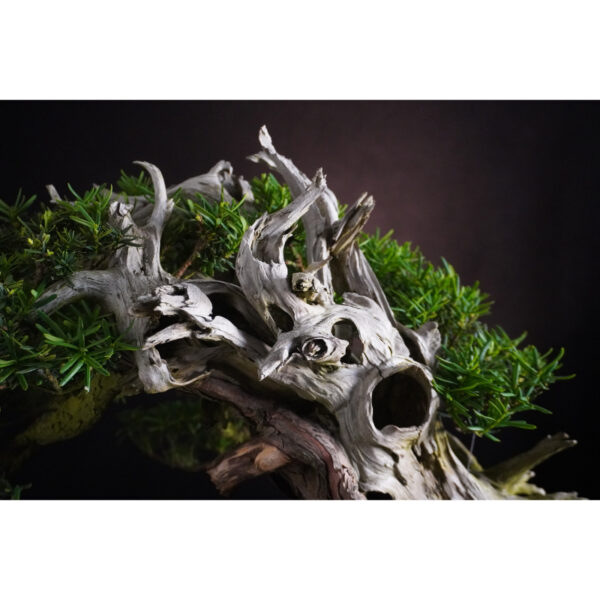 Taxus cuspidata | 37 cm | Japan - Afbeelding 8
