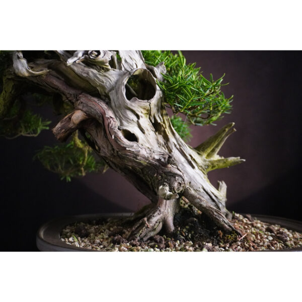 Taxus cuspidata | 37 cm | Japan - Afbeelding 9