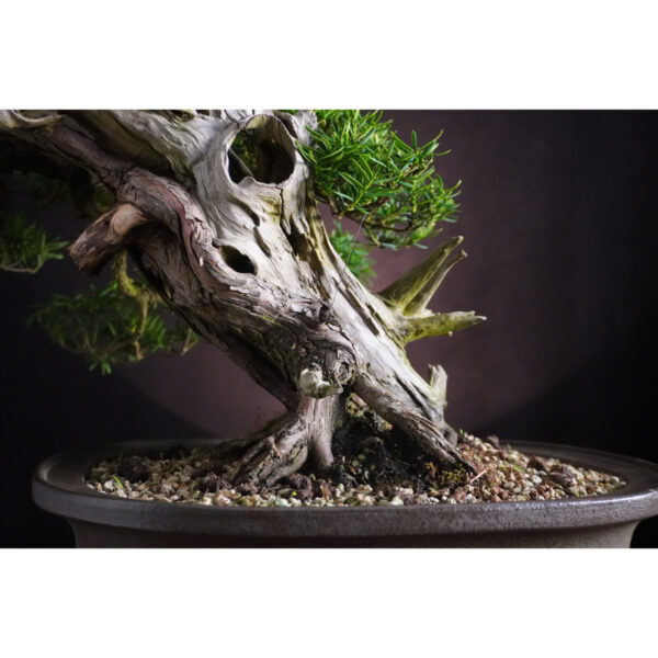 Taxus cuspidata | 37 cm | Japan - Afbeelding 10