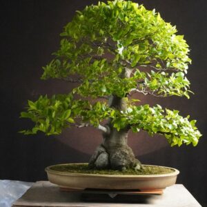 Celtis sinensis  | 65 cm | Japan