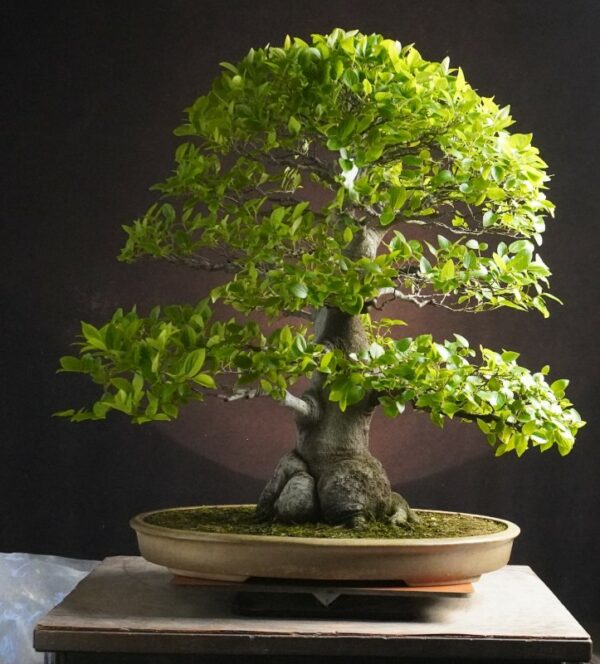 Celtis sinensis  | 65 cm | Japan