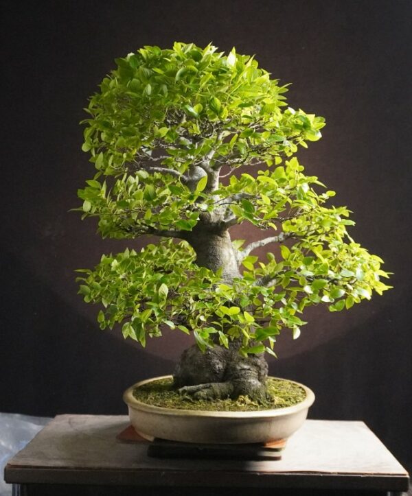 Celtis sinensis  | 65 cm | Japan - Afbeelding 2