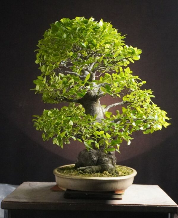 Celtis sinensis  | 65 cm | Japan - Afbeelding 3