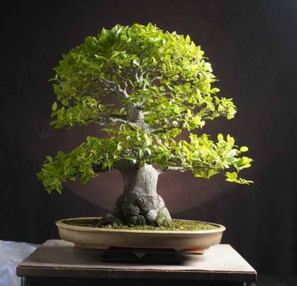 Celtis sinensis  | 65 cm | Japan - Afbeelding 4