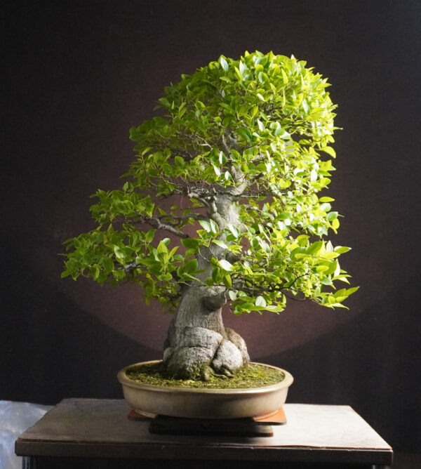 Celtis sinensis  | 65 cm | Japan - Afbeelding 9