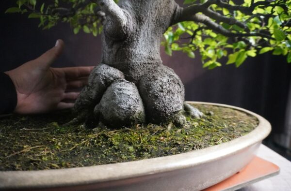 Celtis sinensis  | 65 cm | Japan - Afbeelding 5