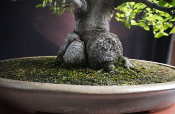 Celtis sinensis  | 65 cm | Japan - Afbeelding 6