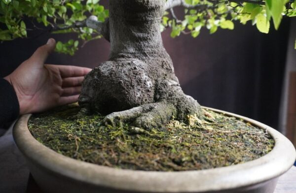 Celtis sinensis  | 65 cm | Japan - Afbeelding 7