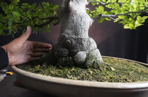 Celtis sinensis  | 65 cm | Japan - Afbeelding 8