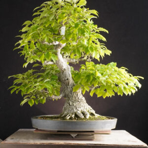 Quercus Serrata | 58 cm | Japan