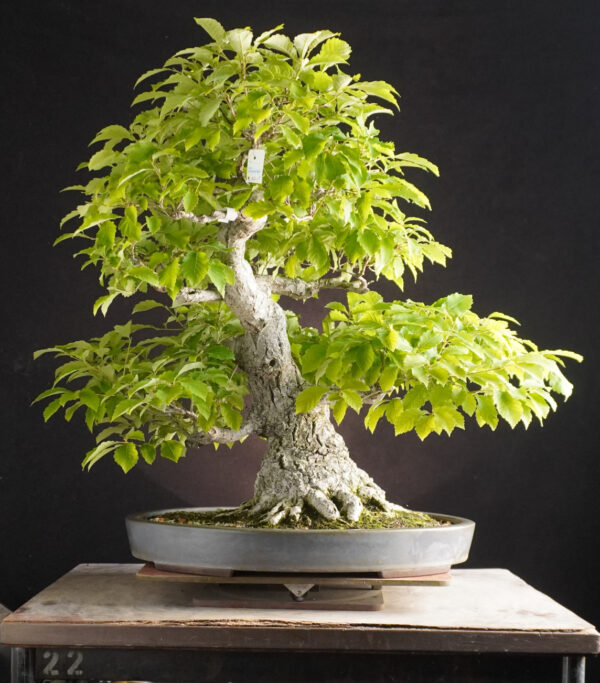 Quercus Serrata | 58 cm | Japan