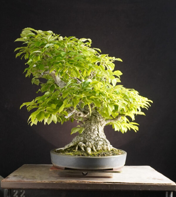 Quercus Serrata | 58 cm | Japan - Afbeelding 2