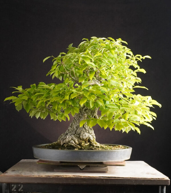 Quercus Serrata | 58 cm | Japan - Afbeelding 3
