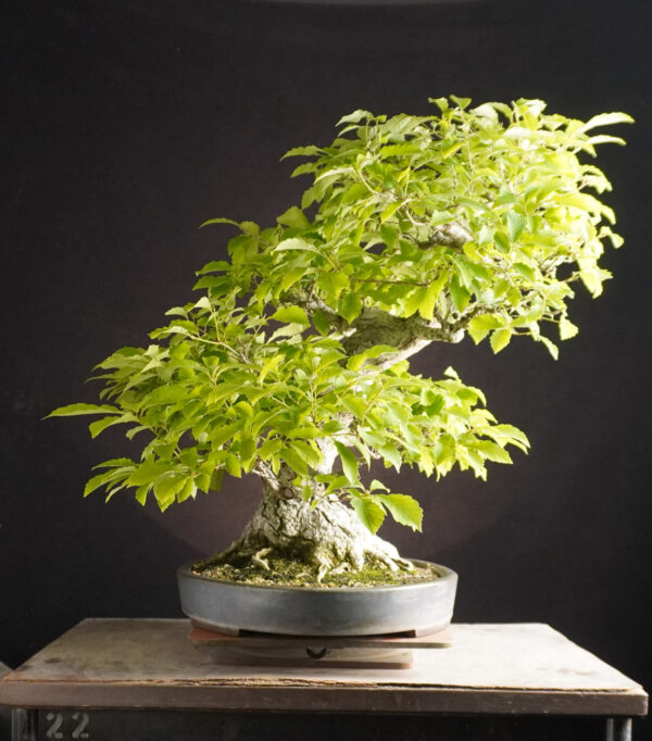 Quercus Serrata | 58 cm | Japan - Afbeelding 4