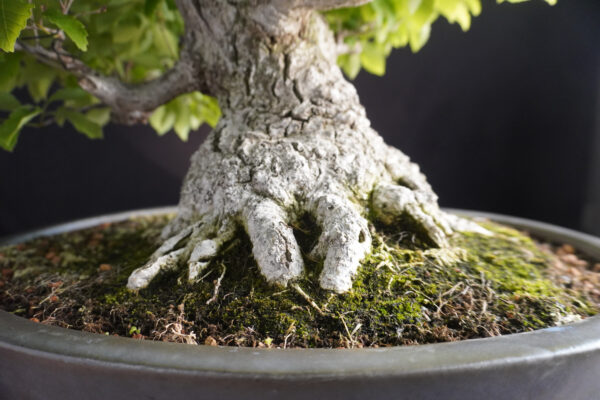 Quercus Serrata | 58 cm | Japan - Afbeelding 5