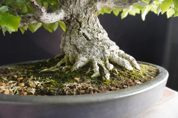 Quercus Serrata | 58 cm | Japan - Afbeelding 6