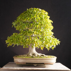 Acer Buergerianum | 56 cm | Japan
