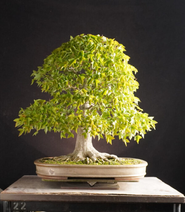 Acer Buergerianum | 56 cm | Japan