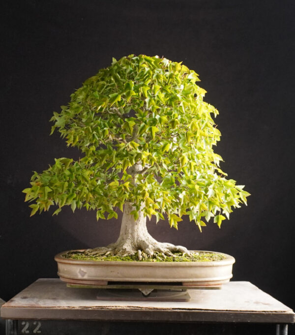 Acer Buergerianum | 56 cm | Japan - Afbeelding 2