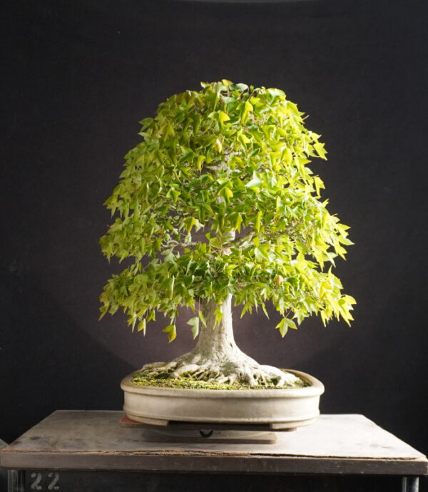 Acer Buergerianum | 56 cm | Japan - Afbeelding 3