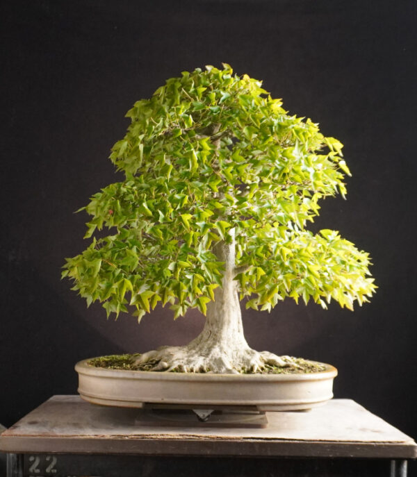 Acer Buergerianum | 56 cm | Japan - Afbeelding 4