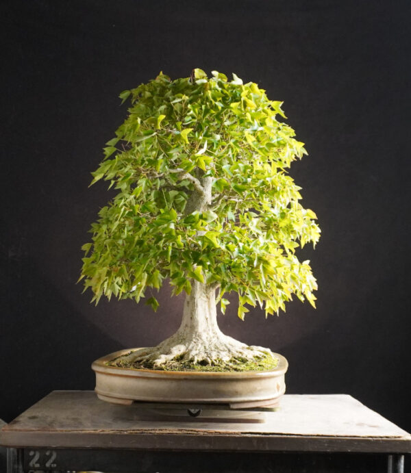 Acer Buergerianum | 56 cm | Japan - Afbeelding 5