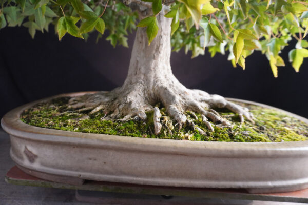 Acer Buergerianum | 56 cm | Japan - Afbeelding 6