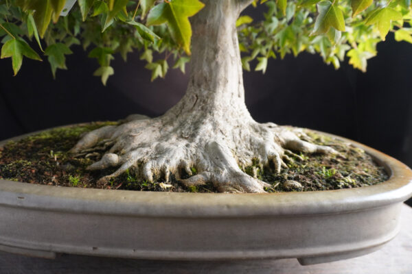 Acer Buergerianum | 56 cm | Japan - Afbeelding 7