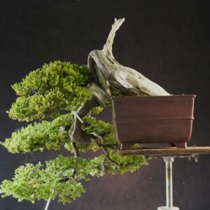 Juniperus procumbens | 80 cm | Japan | Premium Cascade Bonsai from Masahiko Kimura’s Garden