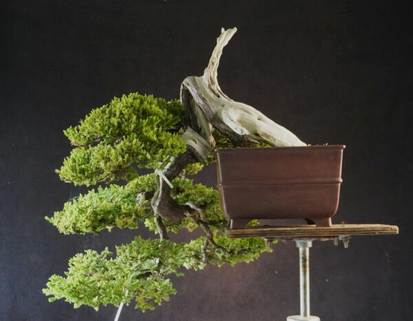 Juniperus procumbens | 80 cm | Japan | Premium Cascade Bonsai from Masahiko Kimura’s Garden
