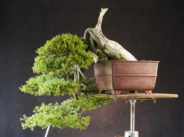 Juniperus procumbens | 80 cm | Japan | Premium Cascade Bonsai from Masahiko Kimura’s Garden - Afbeelding 2