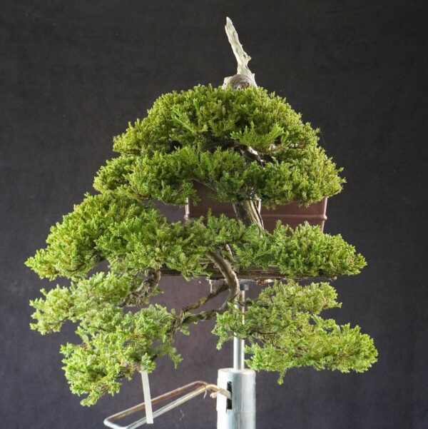 Juniperus procumbens | 80 cm | Japan | Premium Cascade Bonsai from Masahiko Kimura’s Garden - Afbeelding 3
