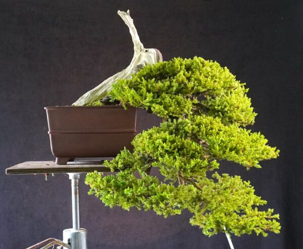Juniperus procumbens | 80 cm | Japan | Premium Cascade Bonsai from Masahiko Kimura’s Garden - Afbeelding 4