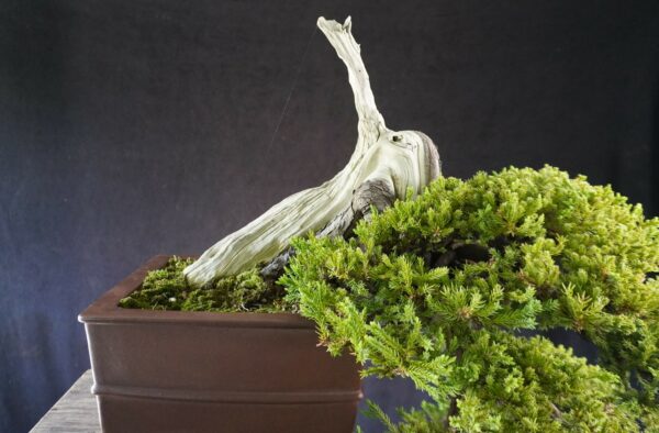 Juniperus procumbens | 80 cm | Japan | Premium Cascade Bonsai from Masahiko Kimura’s Garden - Afbeelding 5