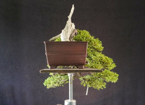 Juniperus procumbens | 80 cm | Japan | Premium Cascade Bonsai from Masahiko Kimura’s Garden - Afbeelding 6