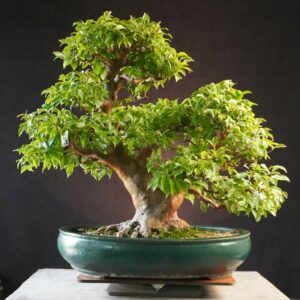 Stewartia monadelpha | 57 cm | Japan | Elegant Flowering Bonsai with Twin Trunk Style