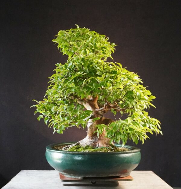 Stewartia monadelpha | 57 cm | Japan | Elegant Flowering Bonsai with Twin Trunk Style - Afbeelding 2