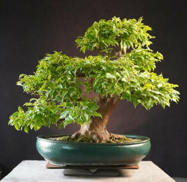 Stewartia monadelpha | 57 cm | Japan | Elegant Flowering Bonsai with Twin Trunk Style - Afbeelding 3